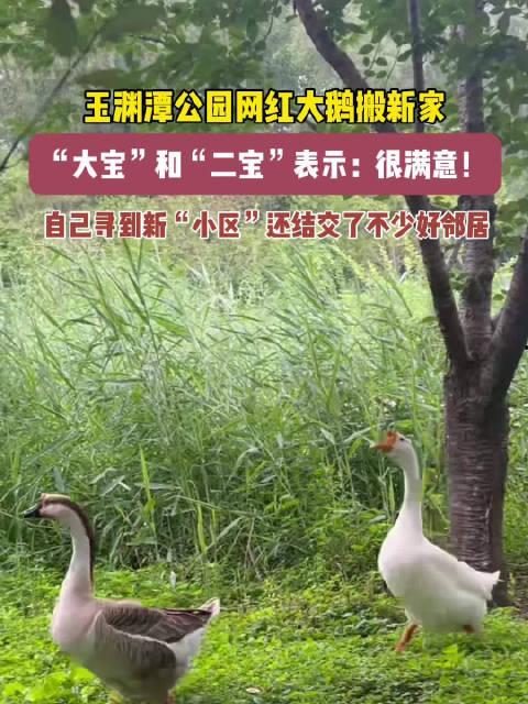 网红大鹅,从田间到网络，一只鹅的传奇之旅